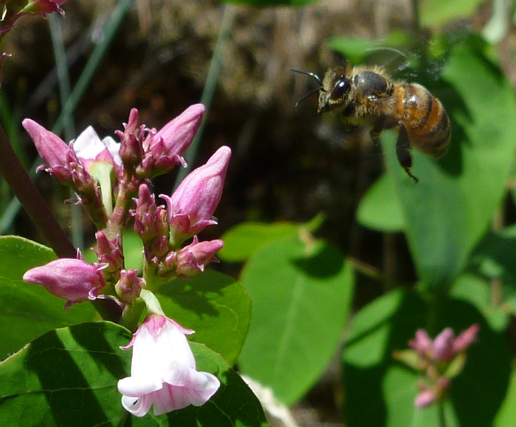 Spokane Pooper Scooper Yard Service (509) 4351103